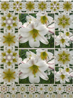 Lilies 1 A4 Card - 32403